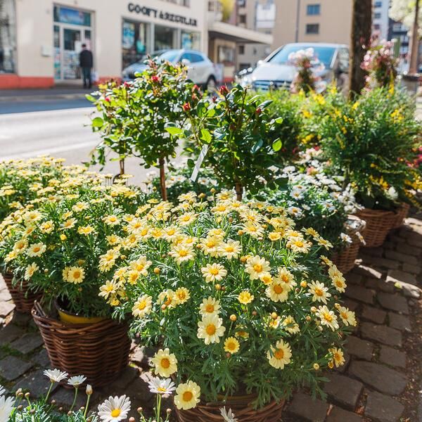 Frühlingserwachen – Centra Flor